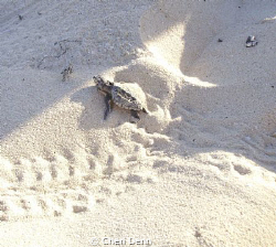 The struggle to reach the sea - look at the tiny flipper ... by Cheri Denn 